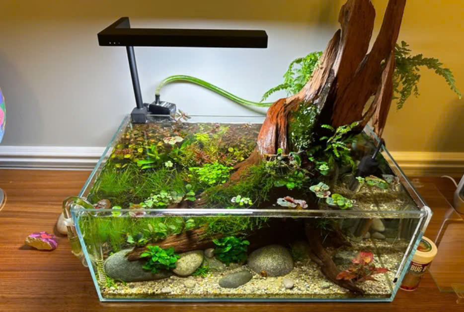 terrarium bán cạn